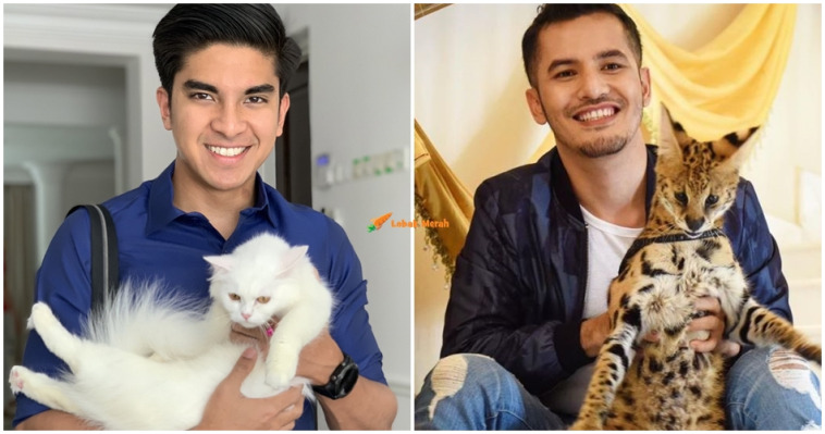 cats 2