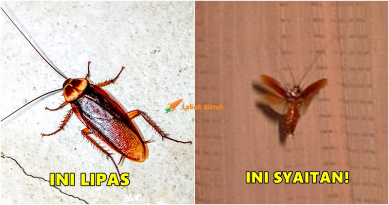 LIPAS SYAITAN