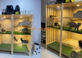 2kucing