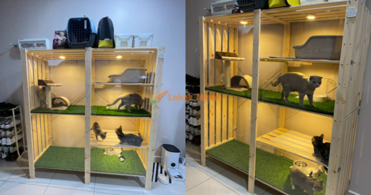 2kucing