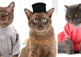 Amboi meow Kedai Online Ini Jual Baju Raya Khas Untuk Si Bulus Songkok Pun Ada e1657329570222