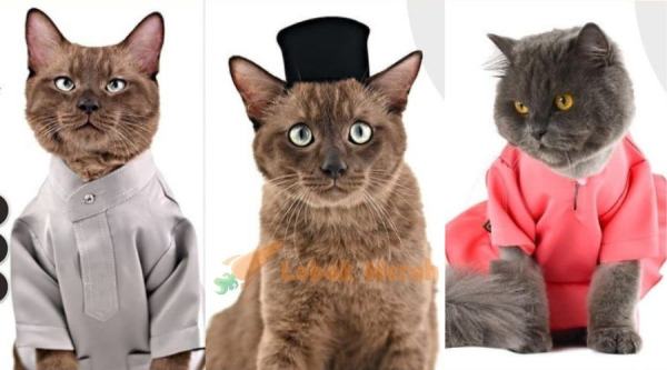Amboi meow Kedai Online Ini Jual Baju Raya Khas Untuk Si Bulus Songkok Pun Ada e1657329570222