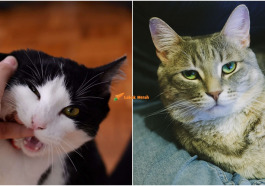 cats 23