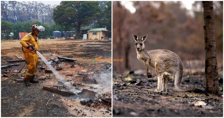 Kebakaran Hutan Australia Ft Image 1