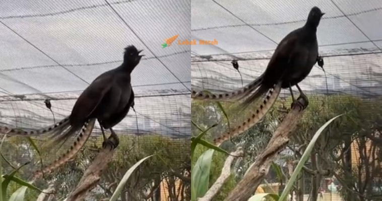 f2 burung lyre