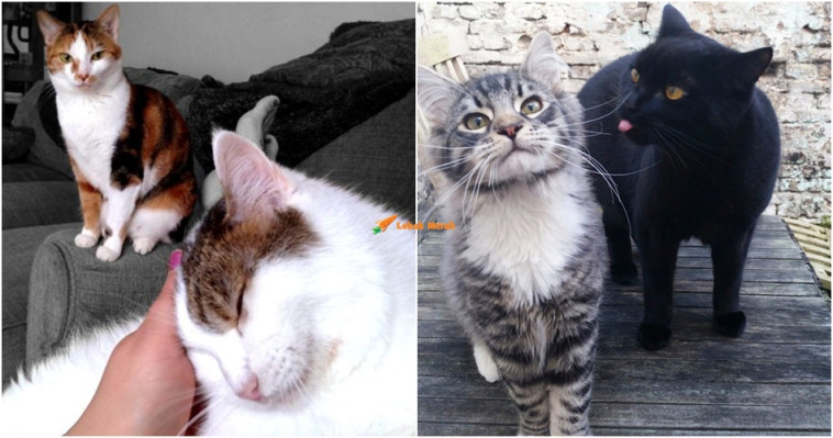 cats 29