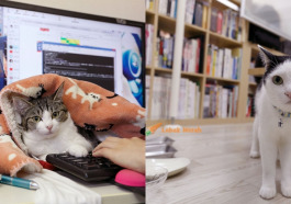 f1 kucing pej jepun