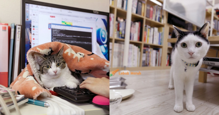 f1 kucing pej jepun