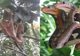 f1 rama rama snek