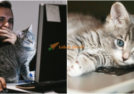 ft kucing suka duduk atas keyboard