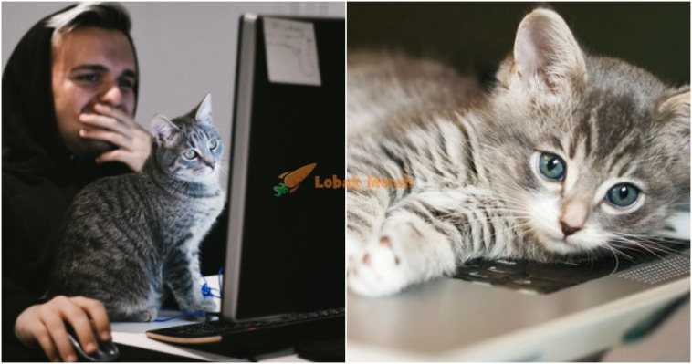 ft kucing suka duduk atas keyboard