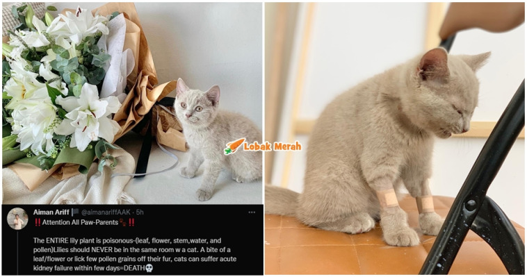Jangan bagi kucing pokok ini