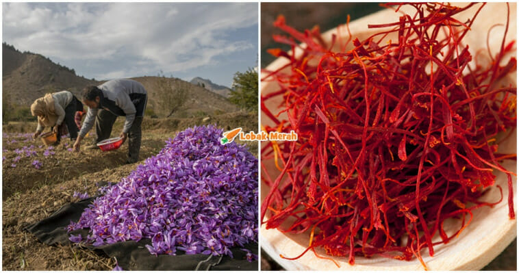 asal usul saffron