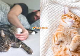 f3 cat sleeping own