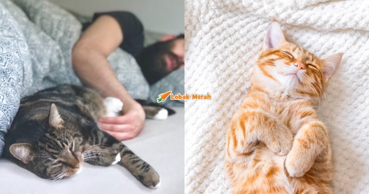 f3 cat sleeping own