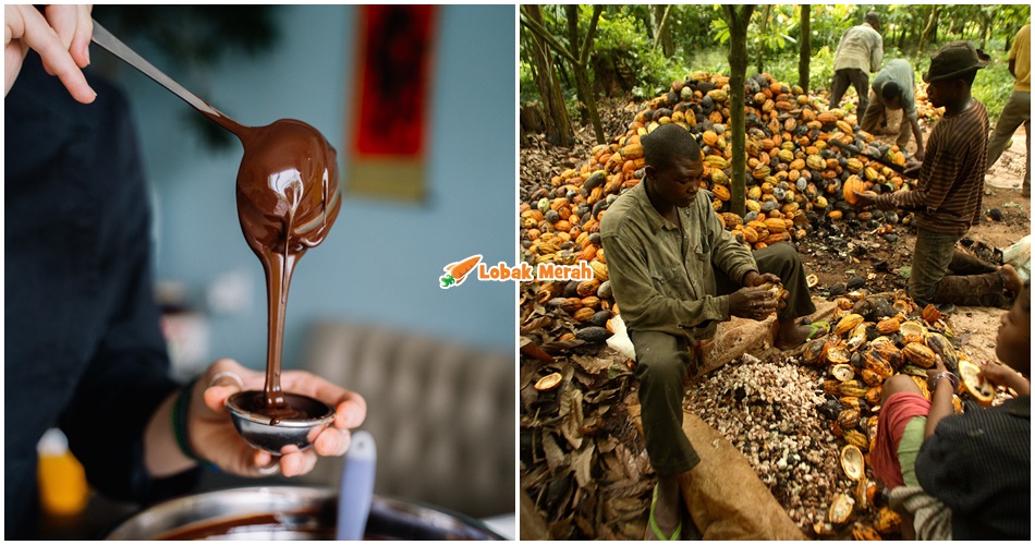 coklat bakal pupus