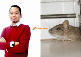 page tikus
