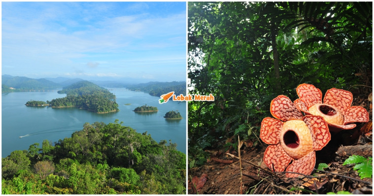 hutan tertua di dunia malaysia
