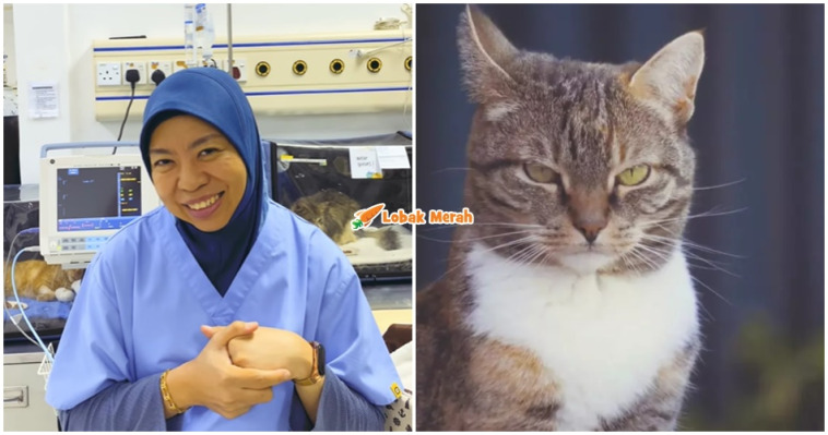 ft vet bagi tips jaga kucing masa balik kampung