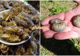 makan serangga sedap singapura