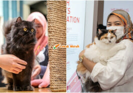 ekspo kucing 2023
