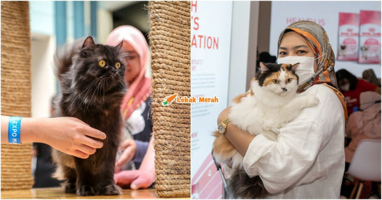 ekspo kucing 2023