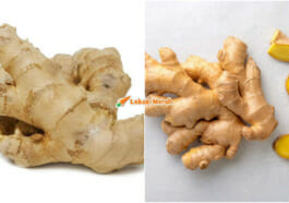 khasiat halia
