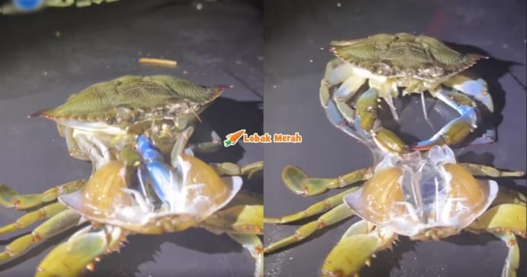 f4 ketam salin cengkerang