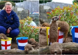 meerkat