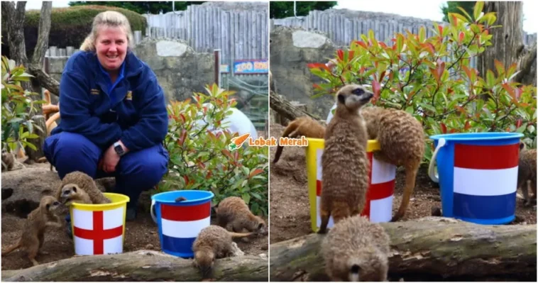 meerkat