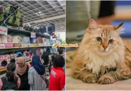ft ekspo kucing 2024