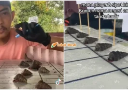 siput sedut race