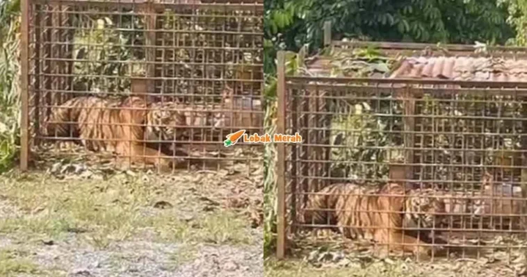 Jabatan Perhilitan
