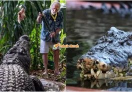 buaya paling besar