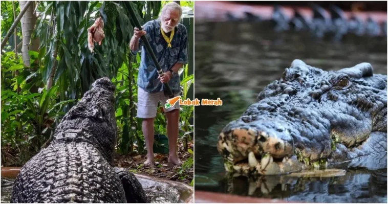 buaya paling besar