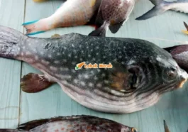 Ikan Buntal