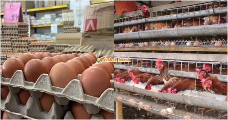 subsidi telur ayam dihapuskan