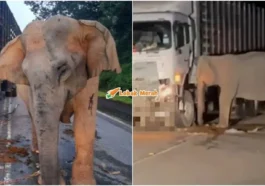 ibu gajah