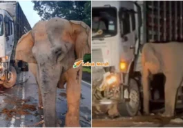 anak gajah