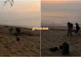 angkat penyu