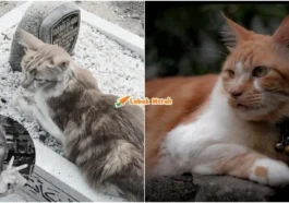 kucing pergi selepas tuannya meninggal dunia