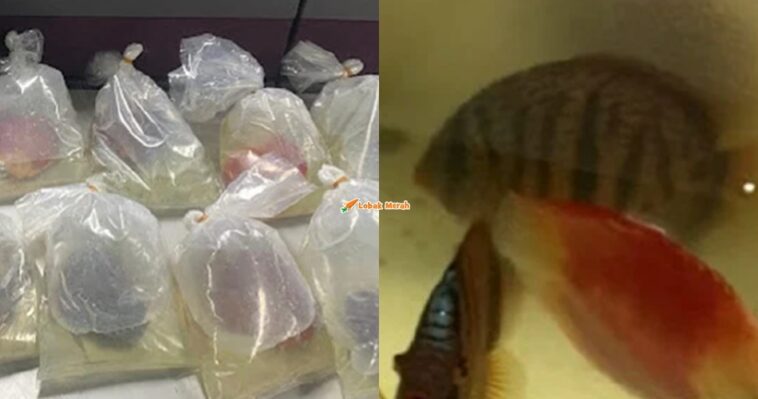 Ikan Discus