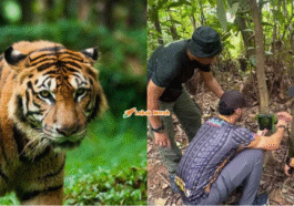 harimau