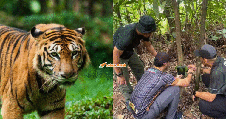 harimau